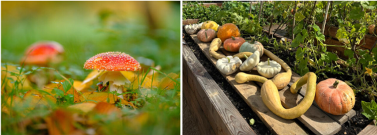 What’s on this November at Wakehurst