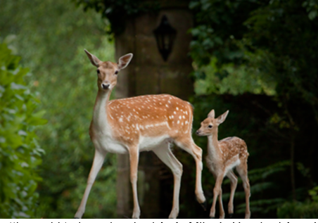 Woodland walks, fireside suppers and seaside stays: autumn with Elite Hotels