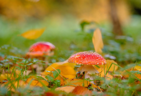 Fungi, Jim Holden © RBG Kew