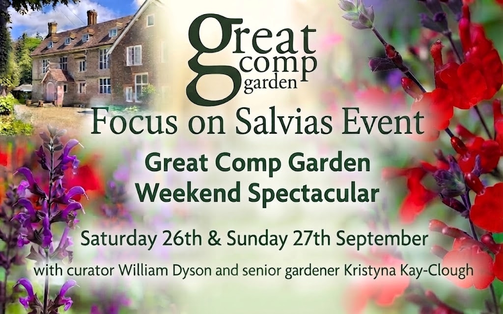Salvia Days at Great Comp Garden