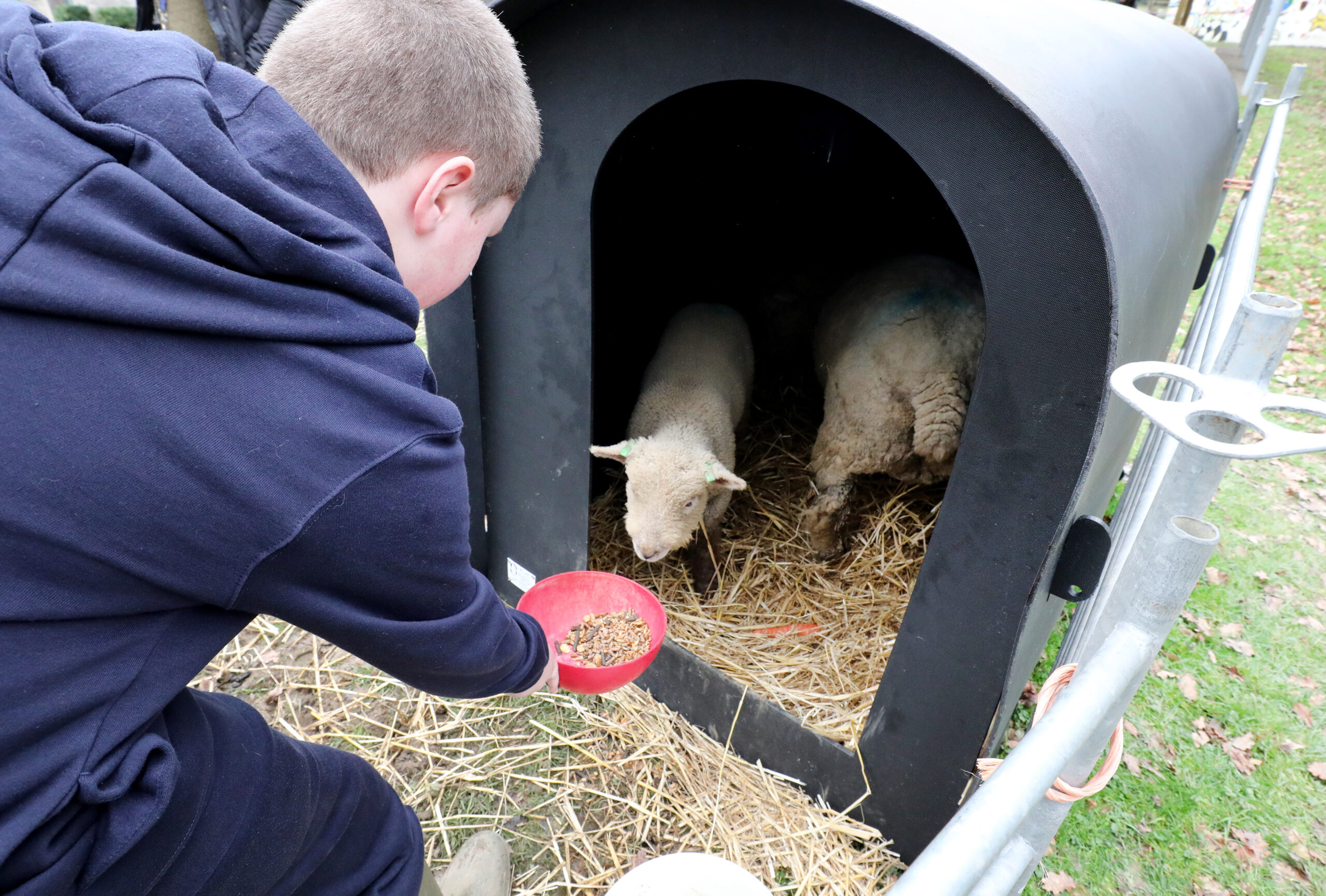 Child feeding a lamb
