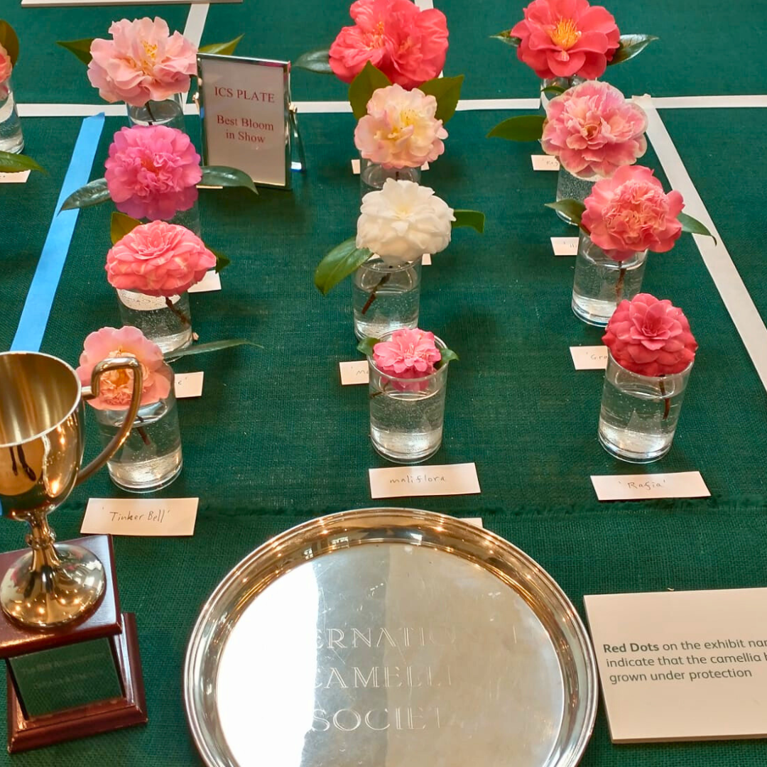 Rhododendron judging