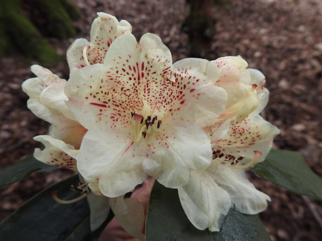 An example of the rhododendron flower