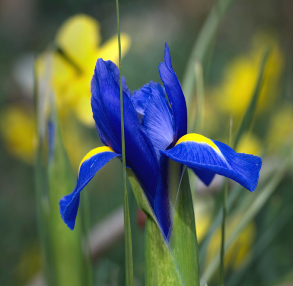 Inspirational National Garden Scheme West Sussex Gardens opening in May