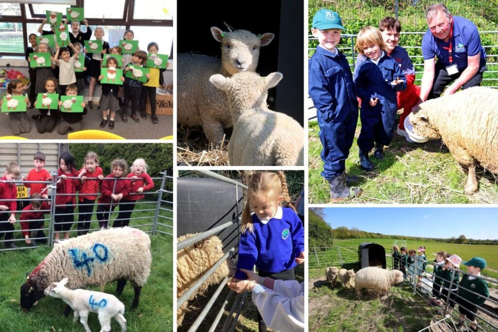 Thousands of school children enjoy unique farming experience through ‘Loan a Lamb’ scheme