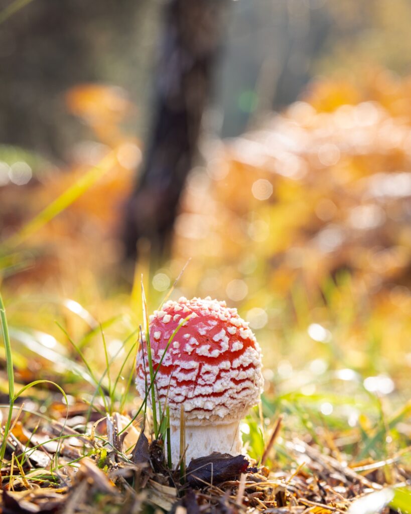 Autumn Fungi Walks