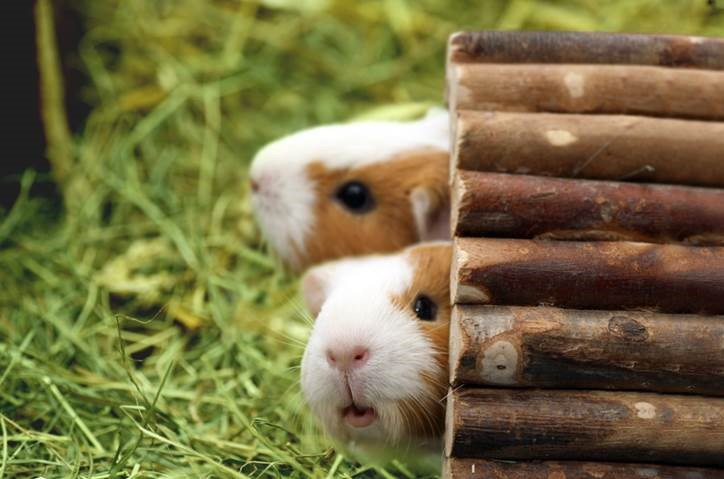 The My Pet Pals workshops this May Half Term