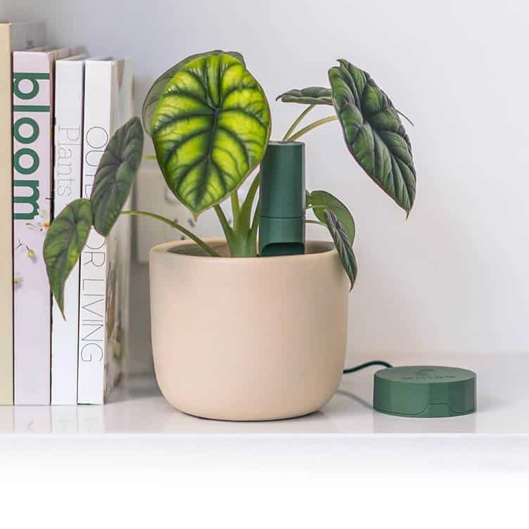 Plant With Willow: The Smart Sensor