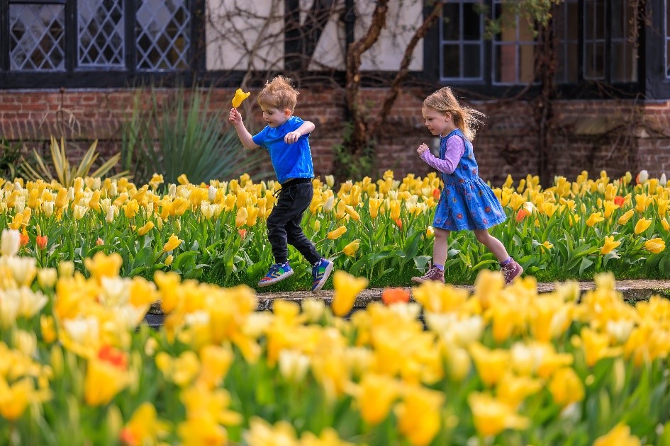 Children delight in the first tulips coming into bloom at RHS Garden Wisley with many more set to burst into colour over the coming weeks as the garden’s celebration of tulips unfolds