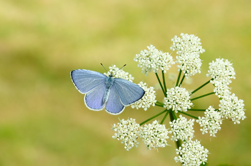 Is the UK set for a bumper summer of butterflies?