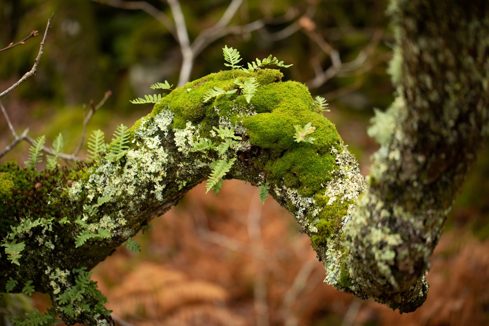 Nearly 3 in 4 don’t know the UK is home to temperate rainforests as BBC wildlife presenter Hamza Yassin launches nationwide campaign
